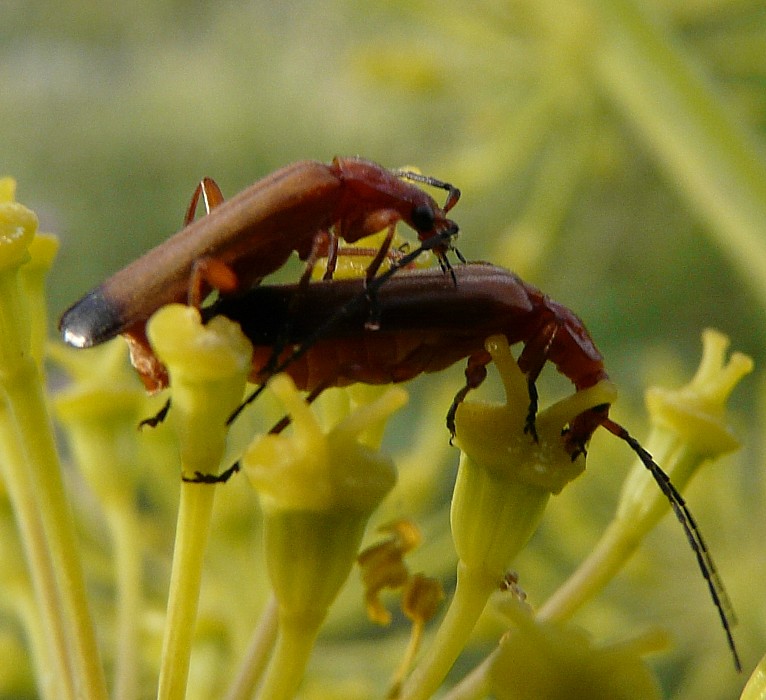 Tra le vecchie foto... Rhagonycha fulva